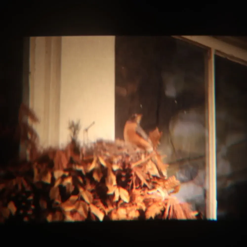 35mm Slides Lot of 7 Vintage 1970s Birds Robin Seagull Nature Film Photography